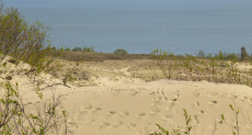 Песчаные дюны в Ниде на Балтийском море